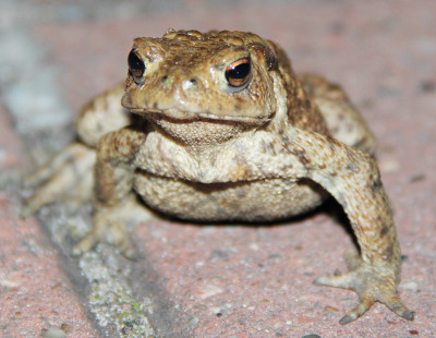 Auch im Heidekreis weit verbreitet: Die Erdkröte wurde von einem Zusammenschluss aus Fachverbänden und dem Nabu zum „Froschlurch des Jahres 2012“ gewählt.