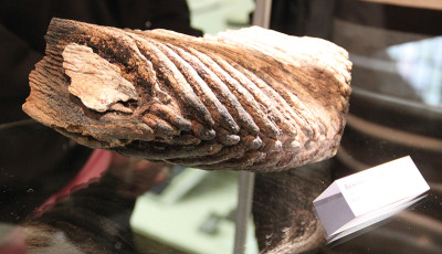 Dicker Brocken: Unter anderem dieser Backenzahn eines Waldelefanten mit auffälliger Lamellenstruktur gehört zu den neuen Ausstellungsstücken, die das Heidemuseum Rischmannshof in der Saison 2012 zeigt.