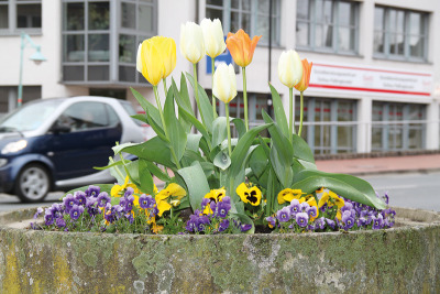 Der Mai wird  bald kommen: Die Blütenpracht in Bad Fallingbostel deutet als Vorbote darauf hin. Die Stadt  appelliert an die Bevölkerung, am äußeren Erscheinungsbild aktiv mitzuarbeiten.
