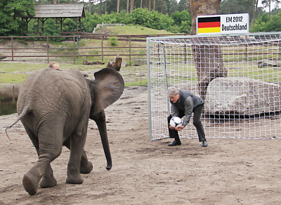 Nichts verlernt: Torwart-Legende Sepp Maier stellte sich gestern im Serengeti-Park der jungen Elefanten-Dame Nelly in den Weg und hielt sicher. Als EM-Orakel betätigte sich Nelly auch und traf für Deutschland.