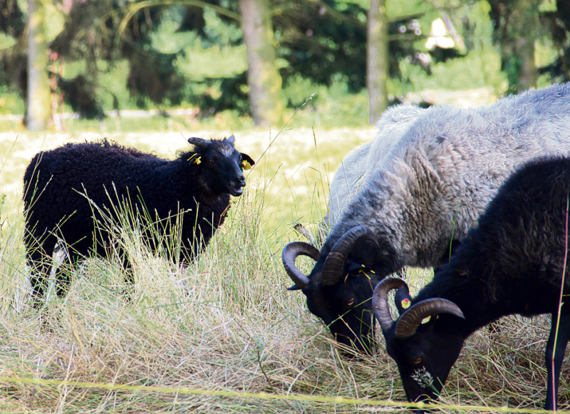 Schafe nachgekauft: Mittlerweile weiden 250 Tiere an den Hodenhagener Deichen.