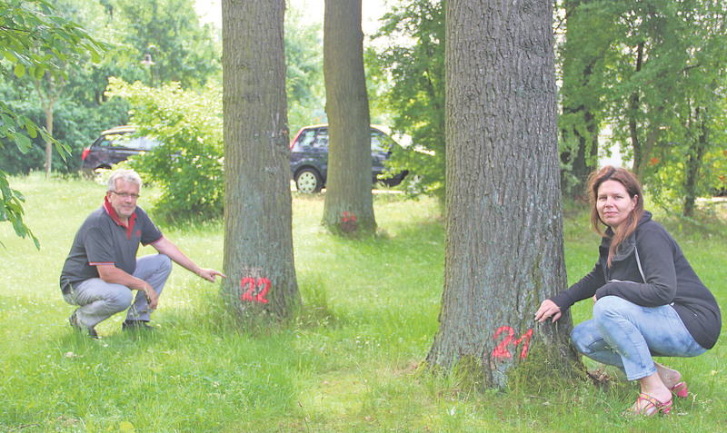 Bürgermeister Karl Gerhard Tamke und Verwaltungsmitarbeiterin Corinna Cordes weisen darauf hin, dass die Ziffern an den Bäumen, wie hier an den Eichen im Hodenhagener Bürgerpark, mitnichten auf anstehende Fällungen hinweisen.