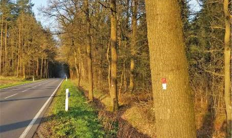 Kein Grund zur Panik: Die rot-weißen Markierungen auf einigen Bäumen entlang der L 163 (Bild: zwischen Bad Fallingbostel und Düshorn) stehen nicht etwa für ein “Todesurteil”. Die Bäume werden lediglich von Totholz und zu langen Ästen befreit. mä