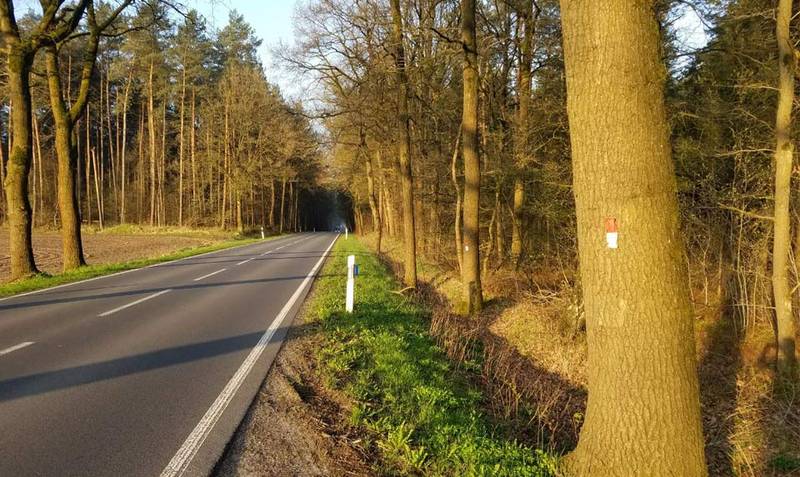 Kein Grund zur Panik: Die rot-weißen Markierungen auf einigen Bäumen entlang der L 163 (Bild: zwischen Bad Fallingbostel und Düshorn) stehen nicht etwa für ein „Todesurteil“. Foto: mä
