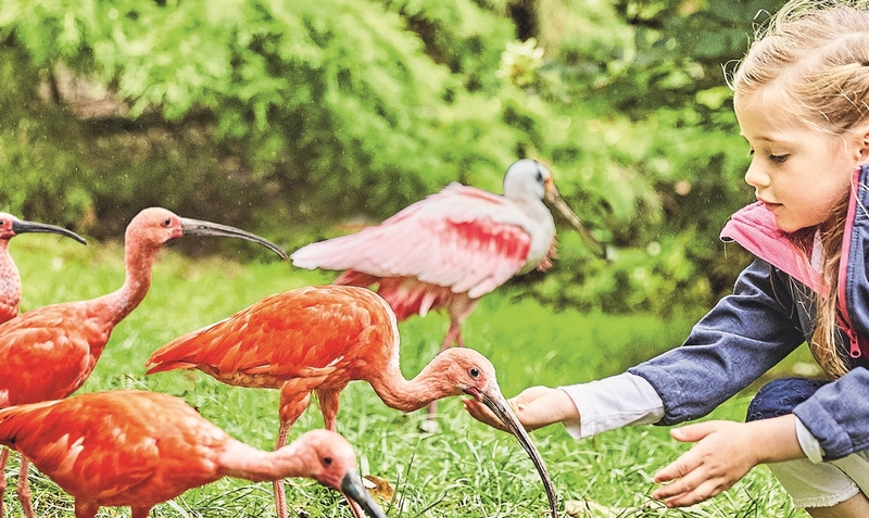 Der Weltvogelpark Walsrode, eine der Top-Freizeitadressen in der Region, steht offenbar vor dem Verkauf.red
