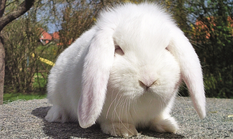 Beliebte Schlappohren: Kaninchen jeglicher Art sind am Wochenende zu bestaunen. red
