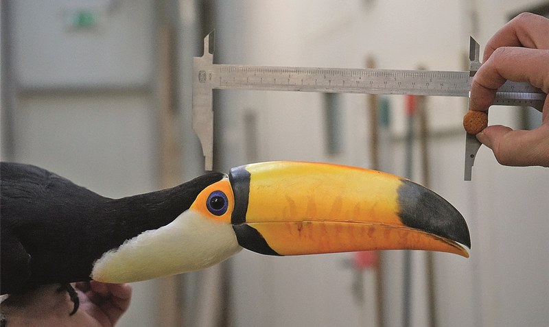 Wie lang ist der Schnabel? Auch der Tukan, Wappentier des Weltvogelparks, wird genau vermessen.red (2)