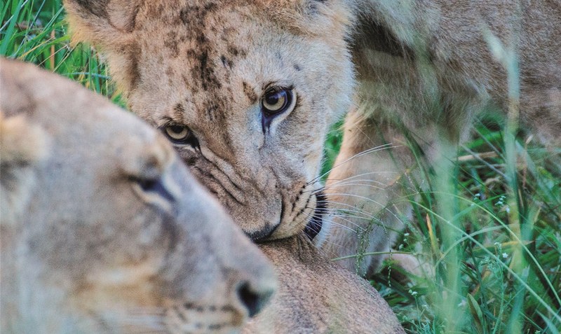 Löwen und mehr: Südafrika fasziniert mit seiner Tier- und Pflanzenwelt ebenso wie mit Menschen und Landschaften.red
