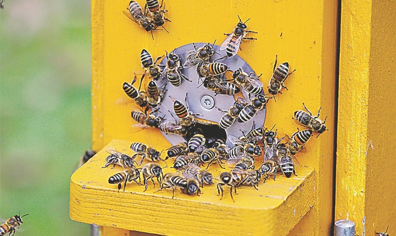Harte Zeiten: Bienen brauchen Unterstützung.red