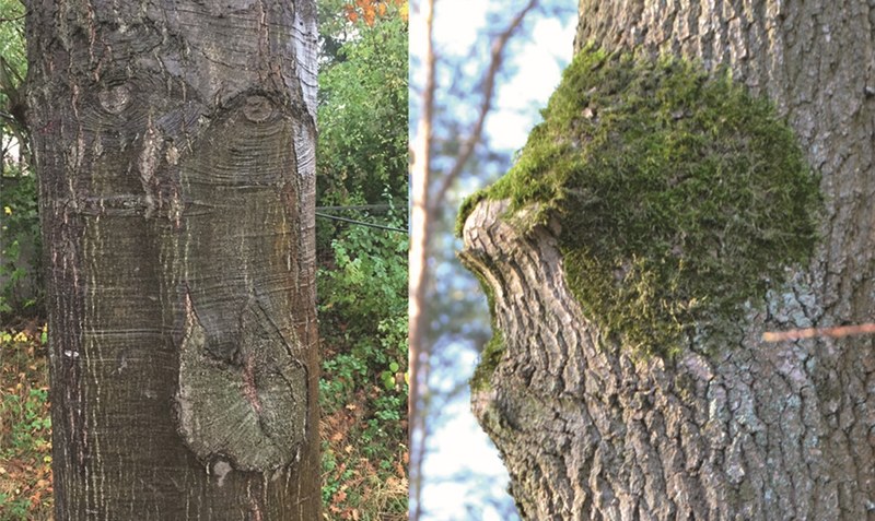 Baumgesichter: Diese Bäume erinnern mit ihren besonderen Formen an mystische Wesen.Foto: Anke Weber