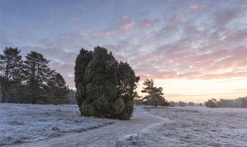 Die Schönheiten der Heide entdecken - dazu lädt die Wanderung am Neujahrstag ein.Foto: ©Lüneburger Heide GmbH