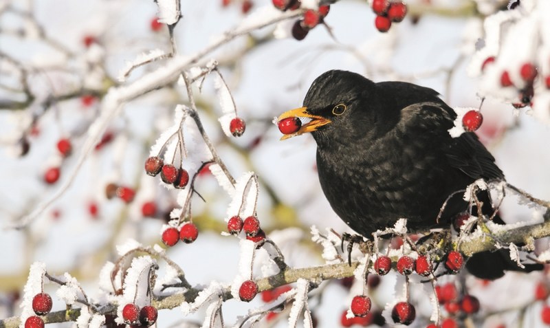 Wer sitzt denn da? Vom 10. bis 12. Januar findet wieder die bundesweite “Stunde der Wintervögel” statt. Foto: Mike Lane NABU