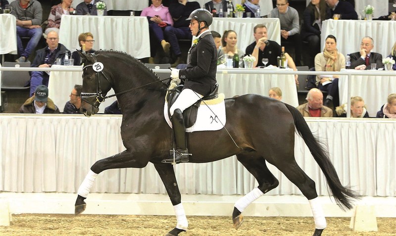 “Zouzou” war teuerstes Auktionspferd im April 2019 und brachte 165.000 Euro. Foto: Tammo Ernst