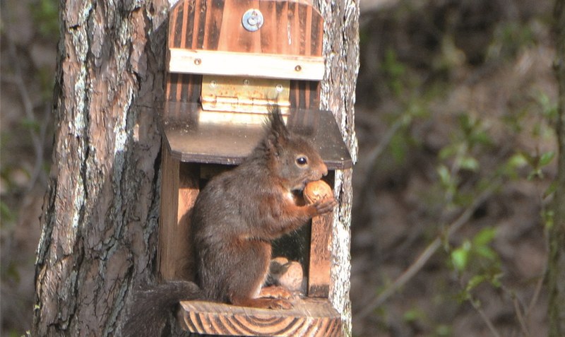 Eine harte Nuss zu knacken? Über die Symbolik von Eichhörnchen lässt sich diskutieren.Foto: Anke Weber