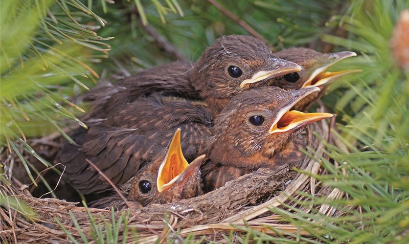 Amselnachwuchs: Nicht immer, wenn Jungvögel außerhalb des Nestes entdeckt werden, brauchen sie Hilfe. Die Eltern kümmern sich meistens weiterhin um sie.Foto: NABU/Sabine Teufl