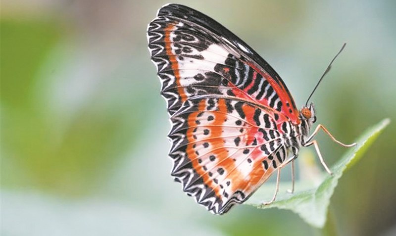 Besucher können die Lebensstadien der Schmetterlinge erleben.Foto: Weltvogelpark Walsrode