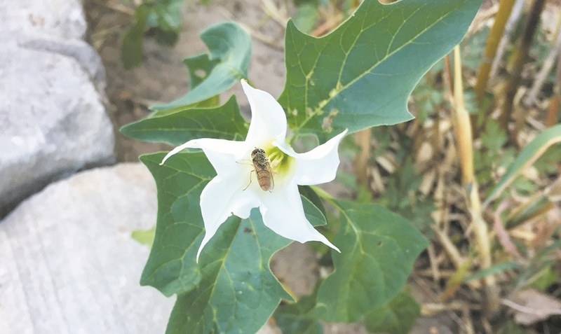 Die Blüte des Stechapfels ist zwar sehr hübsch anzusehen und auch interessant für die eine oder andere Biene, in seinen Kapseln steckt jedoch viel zu viel Saatgut. Foto: Weber