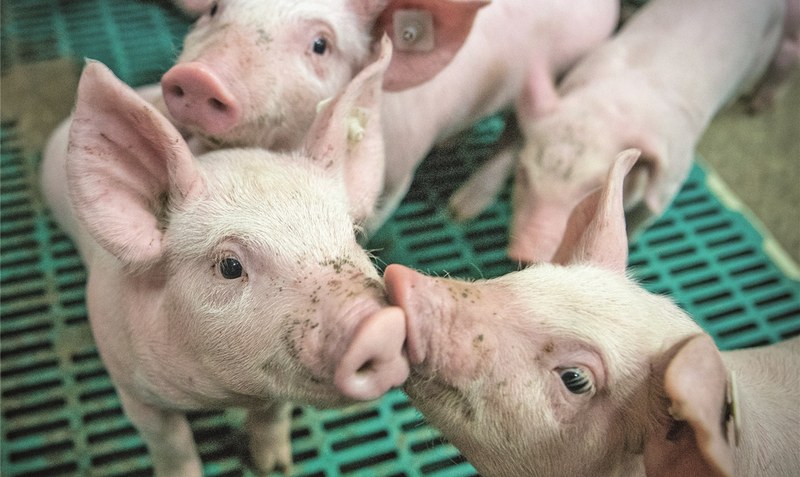 Viele Schweineställe sind überbelegt, die Abnahmebereitschaft “sehr verhalten”. Bei 39 Euro pro 25-Kilogramm-Ferkel sei eine finanzielle Schieflage programmiert. Foto: pixabay_Ehrecke