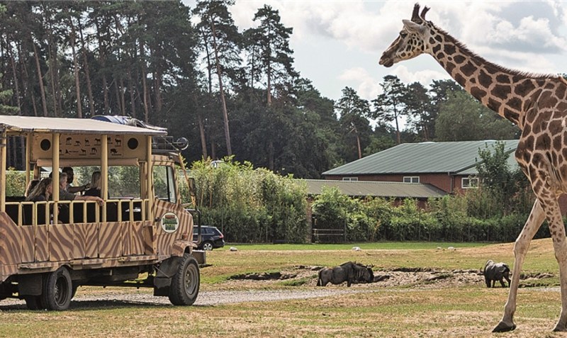 Auf Augenhöhe mit Giraffen und vielen anderen Tieren: Die Safari im Serengeti-Park ist inzwischen wieder gut gebucht. Foto: Serengeti-Park Hodenhagen