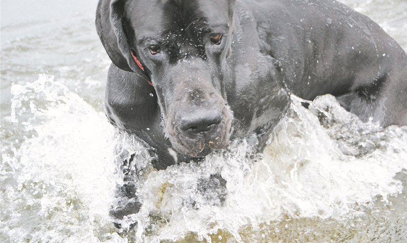 Hundstage: Die heißen Sommerperioden sind für Vierbeinder und auch ihre Herrchen am besten im Wasser auszuhalten.Foto: Weber