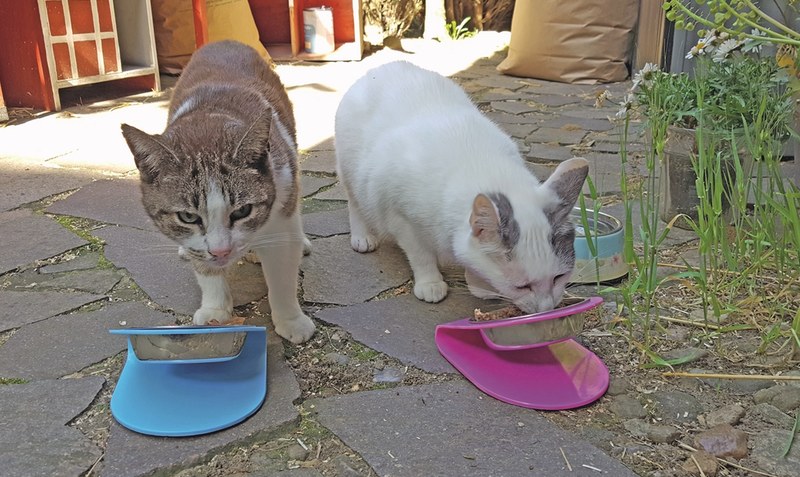 Katzen-Omi und Katzen-Diva vereint beim Essen auf der Terrasse: Peppi (links) und Valensina haben nahezu immer Hunger. Foto: Marcel Maack