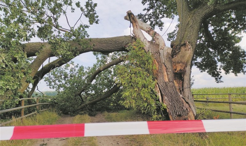 Mittlerweile haben sich Experten dem Baum beziehungsweise dem abgebrochenen Teil angenommen und entfernen ihn. Foto: Scheele