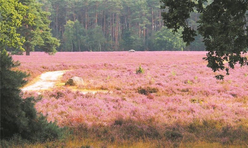 Immer einen Besuch wert: Die blühenden Heideflächen im Landschaftsschutzgebiet Höpen.Fotos: Kabel