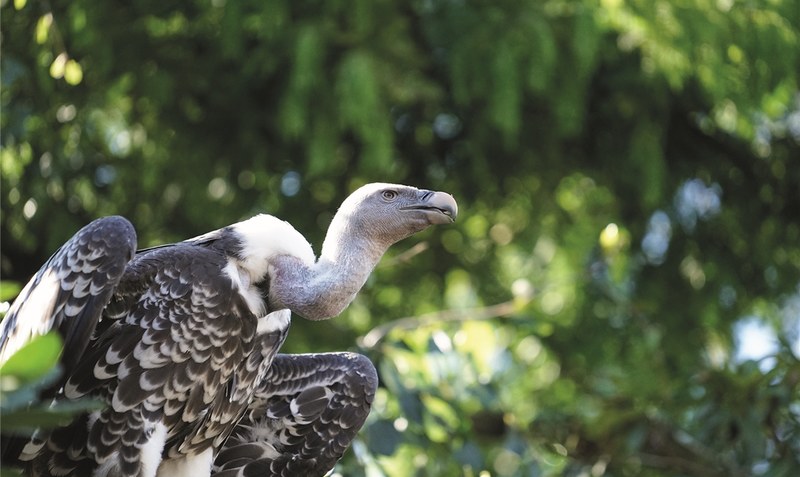 Vögel mit Aufgabe: Geier ernähren sich von Aas und kranken Tieren und “räumen” ihre Umwelt auf. Foto: Weltvogelpark