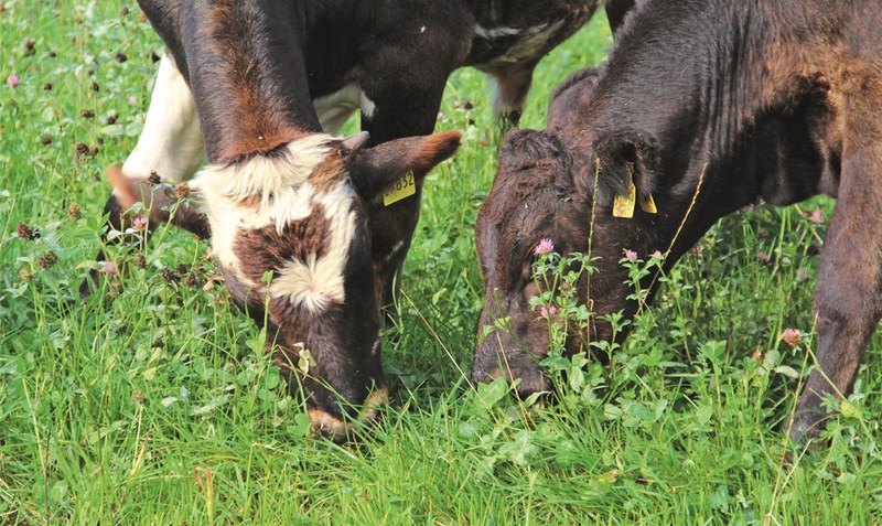 Besser als Spaltböden: Die jungen Rinder genießen ihre Zeit auf der grünen Weide. Foto: Heuer