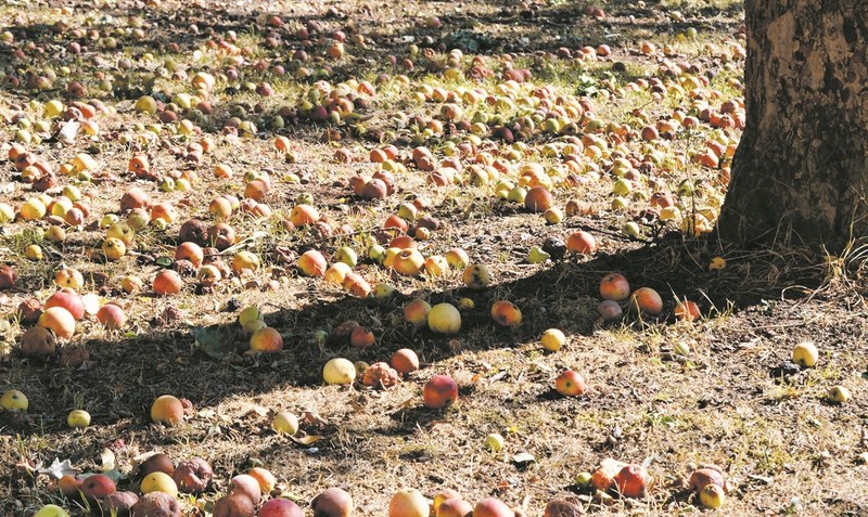 Damit Äpfel nicht in Massen unter dem Baum vergammeln, wurde die Aktion “Gelbes Band” ins Leben gerufen. Foto: Pixabay