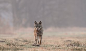 Der Wolf erhitzt die Gem&Atilde;&frac14;ter und befeuert Diskussionen. Foto: Michael Hamann/NABU