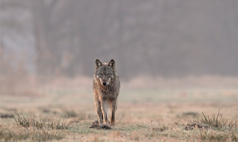 Der Wolf erhitzt die Gemüter und befeuert Diskussionen. Foto: Michael Hamann/NABU