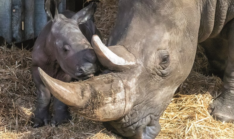 Große Freude bei der Mutter und bei den Park-Mitarbeitern: Es ist bereits das 49. Nashorn-Baby, das in Hodenhagen geboren wurde.Foto: Serengeti-Park Hodenhagen