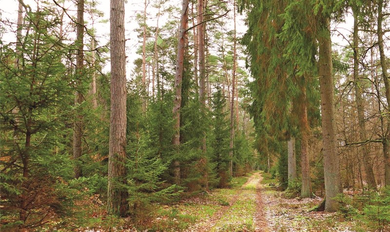 Wald bei Oerrel.Foto: Matthias Kabel