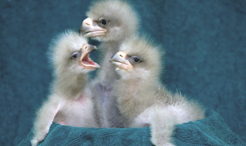 Drei statt zwei: Üblicherweise legen Riesenseeadler nur ein bis zwei Eier. Ein großer Erfolg für den Artenschutz im Weltvogelpark in Walsrode. Foto: Angela Kraft - tierfoto-lueneburger-heide.de