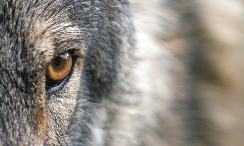 Geliebt und gefürchtet: Wölfe besitzen das wohl umstrittenste Image in der heimischen Wildnis. Foto: sandrapetersen - pixabay