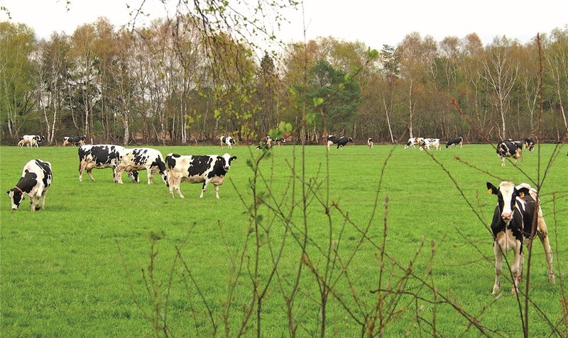 Kühe auf der Weide? Eine Seltenheit, obwohl Bockel landwirtschaftlich geprägt ist. Foto: Kabel