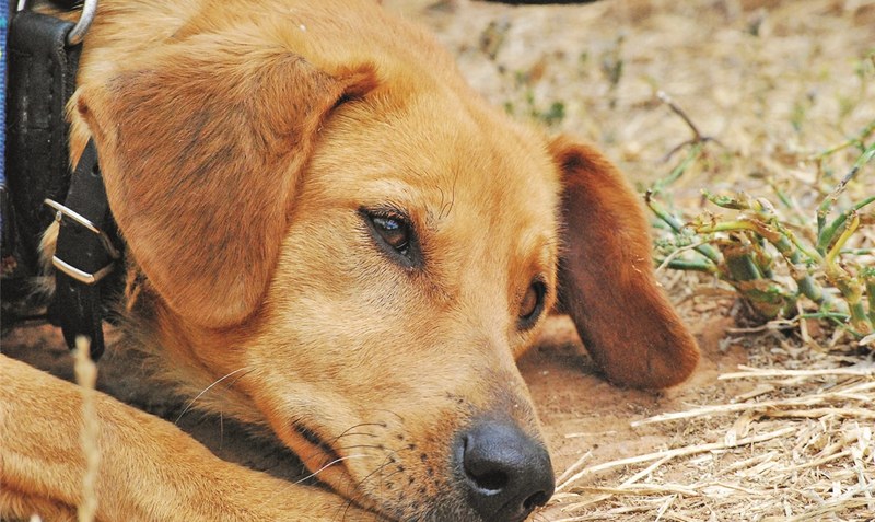 Erst adoptiert, dann abgeschoben: In Deutschlands Tierheimen werden aktuell viele “Spontan-Anschaffungen” aus der Corona-Krise abgegeben. Foto: katja - pixabay