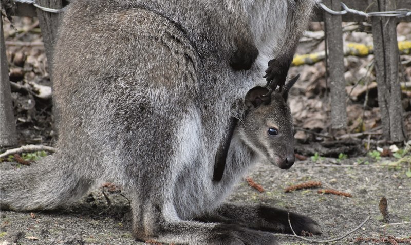 Einen Geburtstag wird das noch namenlose Känguru nicht feiern können: Denn niemand kann genau bestimmen, wann es geboren ist. Foto: Serengeti-Park Hodenhagen