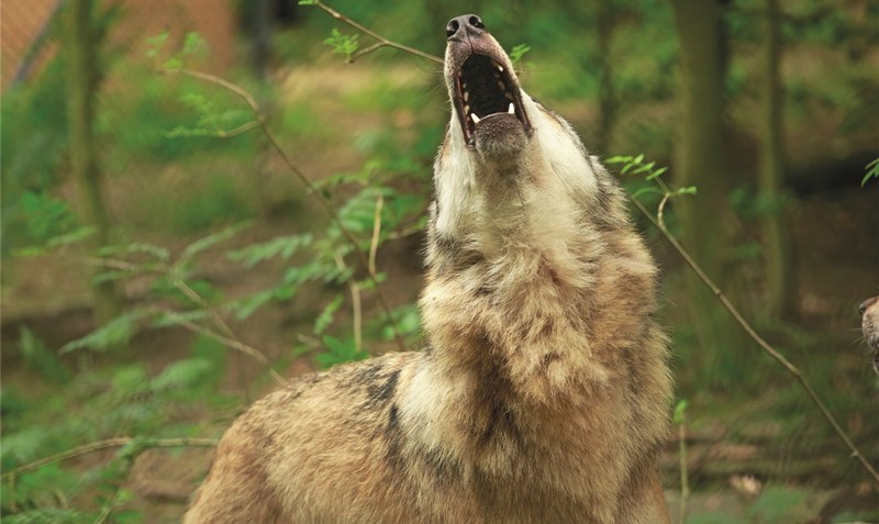 Mindestens zwei Wölfe haben eine Bomlitzerin am vergangenen Sonnabend durch den Wald im Löverschen verfolgt. Symbolbild: Nadine Haase - stock.adobe