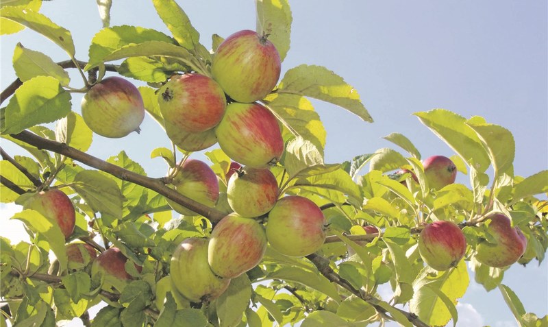 Schmackhaft und natürlich: Mehr als 80 verschiedene alte Apfelsorten finden sich auf der Streuobstwiese Baars in Walsrode-Schneeheide, die in einer eigenen Mosterei verarbeitet werden. Fotos: Eickholt