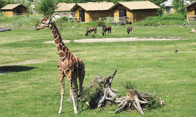 Unterwegs in der Masai-Mara-Freianlage des Serengeti-Parks: Eine Giraffe auf Erkundungstour. Fotos: Serengeti-Park Hodenhagen