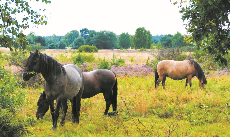 Wer Glück hat, entdeckt die tiefenentspannt wirkenden Dülmener Pferde mit ihren drei, in diesem Jahr geborenen Fohlen Bibi, Bert und Momo. Foto: Kabel