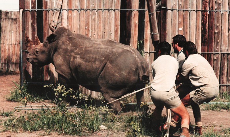 Der große Moment: Nashornbulle Kai darf in die Freiheit. Wird er sich zurechtfinden in der ihm unbekannten Wildnis?