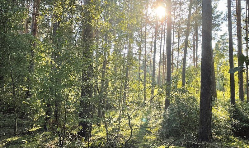 Ein stiller Nachmittag im Wald. Foto: Anke Weber