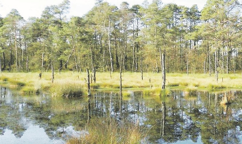 Schützen und erhalten: Ganze Landschaften, wie hier das Moor, aber auch einzelne Pflanzen- und Tierarten, sollen im Heidekreis langfristig erhalten werden. Foto: WZ-Archiv