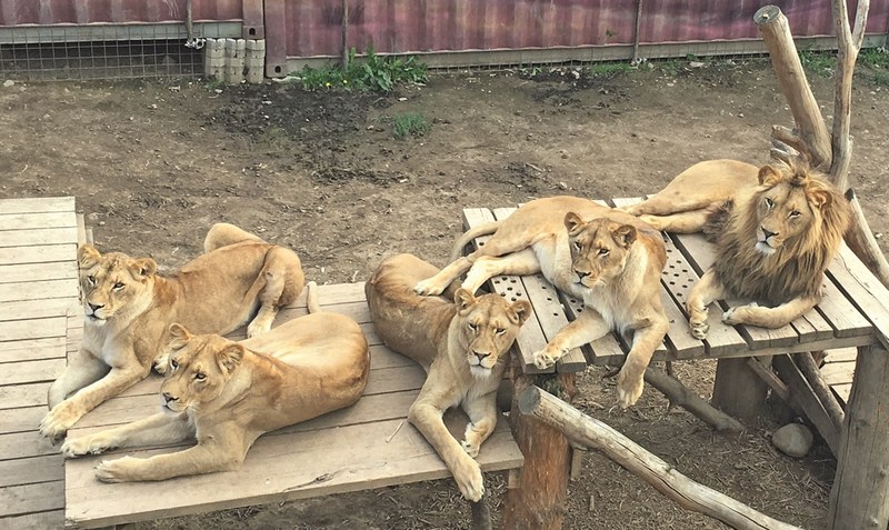 Sollen in Hodenhagen ein neues Zuhause finden: Den fünf Löwen drohte die Einschläferung. Foto: Serengeti-Park Hodenhagen