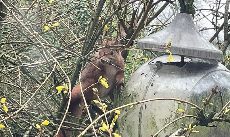 So geht’s auch: Das Eichhörnchen hat eine neue Futterstelle entdeckt. Foto: Weber