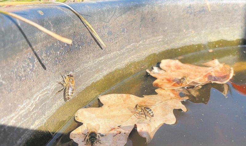 Gefährliche Wasseraufnahme im Maurerkübel: Die Bienen scheuen kein Risiko, wenn es um ihren “Kalmus-Tee” geht. Foto: Weber