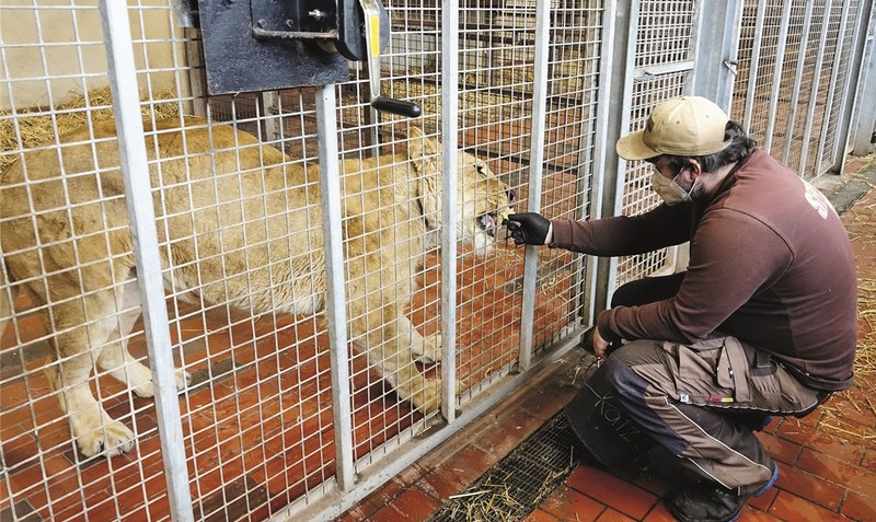 Erster Kontakt: Insgesamt sind fünf Löwen nach Hodenhagen “übergesiedelt”, bald sollen sie im Vorgehege zu sehen sein. Fotos: Serengeti-Park Hodenhagen